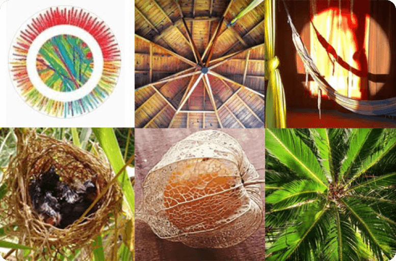 Logo Waru Piracaia